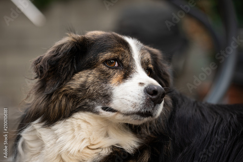 A close up portrait of a fluffy, tricolor Australian Shepherd mixed breed dog looking thoughtfully to the side