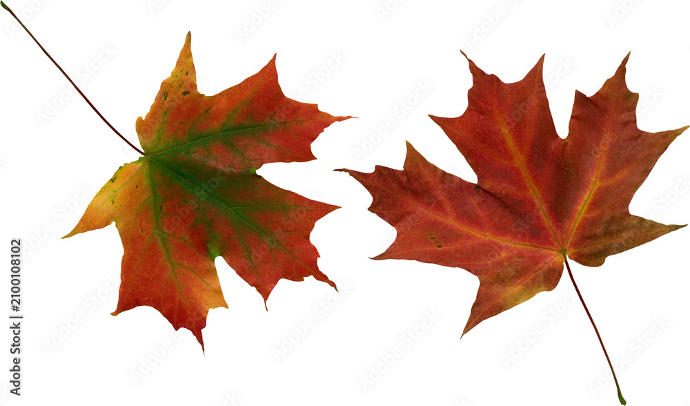 Fototapeta premium autumn maple leaves