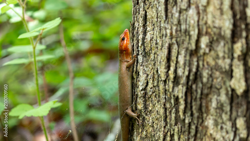 Quadro su tela Woodpecker clinging vertically to a tree trunk in woodland