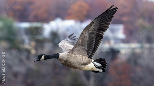 Obraz na płótnie Canada goose flying over a distant waterfront in freshwater habitat