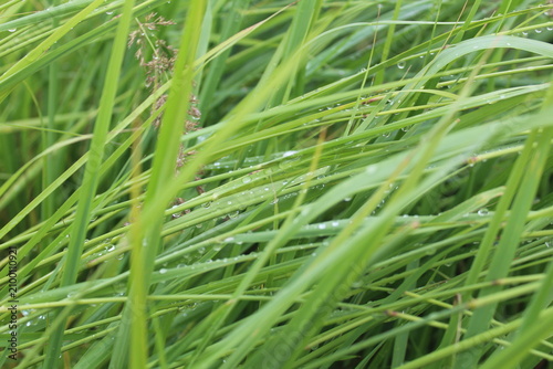 green grass with dew drops