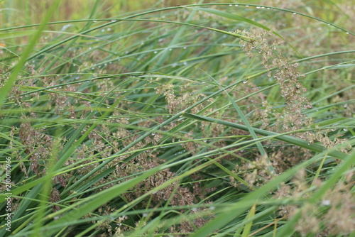 green grass in the grass