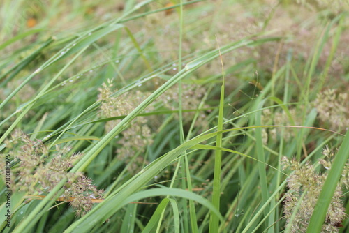 grass in the grass