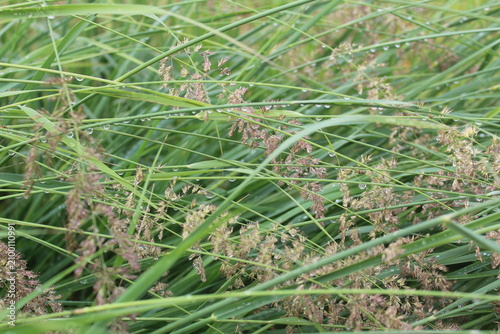 close up of a green grass