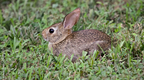Canvastavla Eastern cottontail rabbit sitting alert in short grass in meadow
