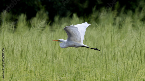 фотографія Great egret flying over tall green marsh grass in wetland