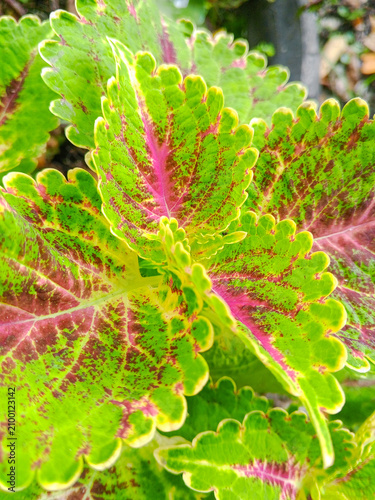 Fotografía Close-up of scalloped lime green coleus leaves featuring striking pink splashes, speckles, and bright yellow margins