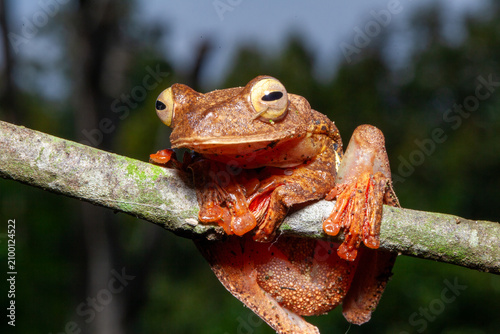Tableau sur toile Close up a brown frog with large claws perched on a branch