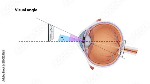 Human Visual Field Animation Eye Anatomy, Field of View, Peripheral Vision, Vision Science, Ophthalmology, Optometry, Medical Education, 2D and 3D Animation