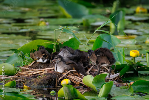 Fotografía A nest of a common moorhen (Gallinula chloropus) with cute chicks resting on a sunny summer evening, surrounded by green leaves and yellow flowers of water lilies