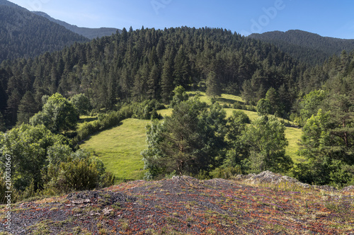 Serene Landscape at Les Esposes Fir Forest in Cerdanya, Catalonia