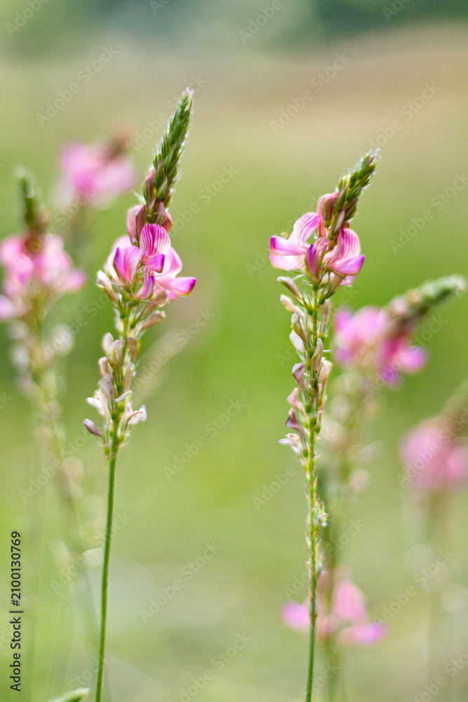 Obraz premium Pink sainfoin wildflowers in summer meadow