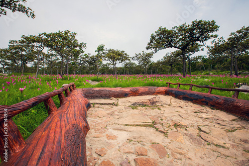 A field of vibrant pink or curcuma alismatifolia flowers blooming landscape photo in chaiyaphum thailand. Asia.