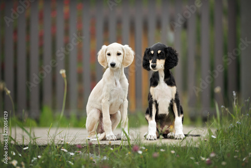 two cute saluki puppies sitting outdoors in summer