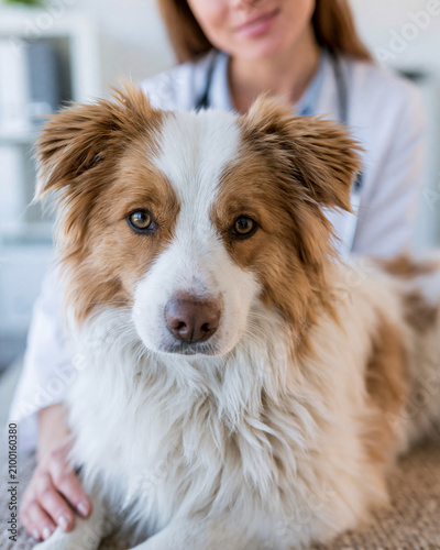 Veterinarian Examining Dog in Veterinary Clinic