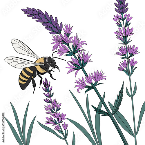Photos Hand-drawn of a bumblebee in flight approaching a stalk of blooming purple laven