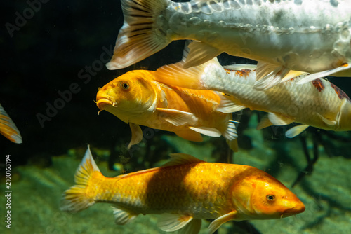 Golden Koi Fish Swimming Underwater