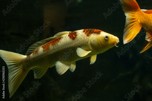 White and Orange Koi Fish Swimming in Dark Aquarium