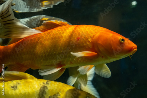 Golden Koi Fish Swimming Underwater