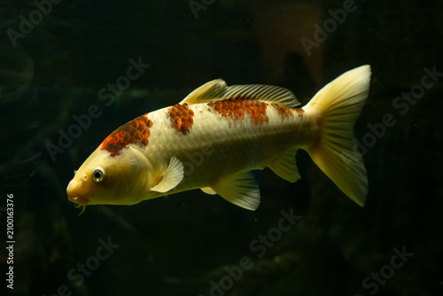 White and Orange Koi Fish Swimming in Dark Water
