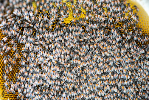 Wild Arabian Dwarf Honey Bees hive and honeycomb in Dubai, United Arab Emirates.