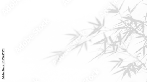 Dense bamboo plant stems and leaves shadow overlay on a transparent background