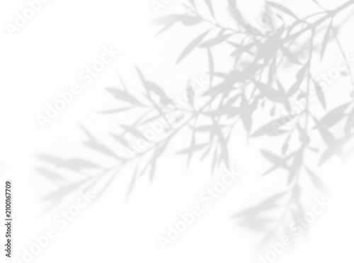 Delicate willow tree branch botanical foliage shadow overlay on a transparent background