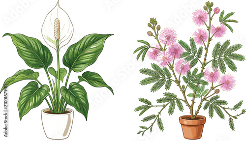 Foto Potted Peace Lily with White Bloom and Pink Mimosa Pudica Sensitive Plant Vector