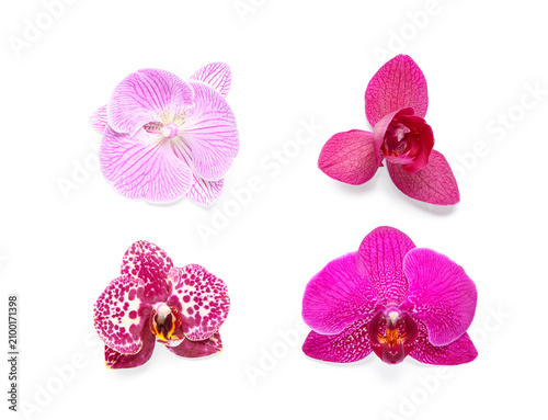Four vibrant pink and purpl...