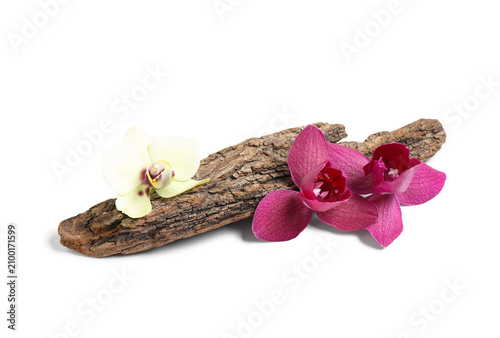 Yellow and magenta orchid f...