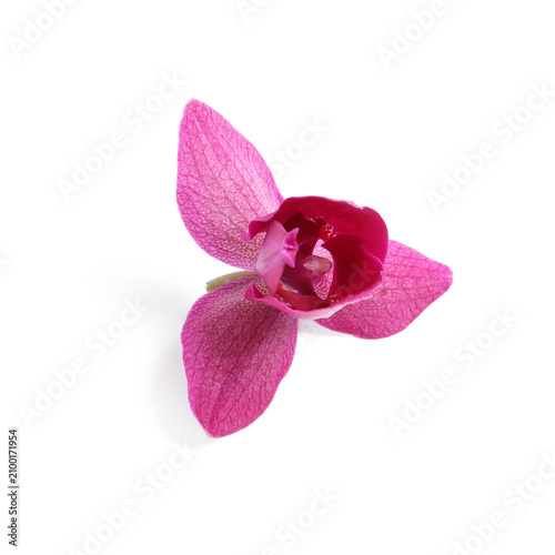 Single vibrant pink orchid ...