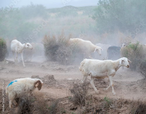 Принти на полотні A large flock of sheep migrating across a dusty landscape, kicking up clouds of dust in the golden sunlight