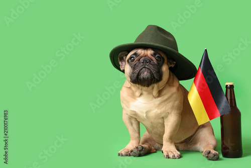 Cute French bulldog in hat ...