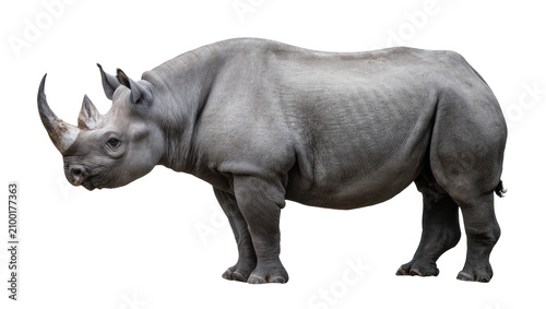 Принти на полотні Isolated large grey rhinoceros standing in profile, powerful endangered wildlife mammal with thick skin