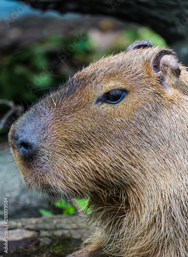 Foto Close-up of a popular capybara's face