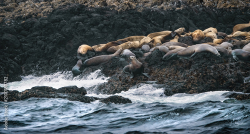 Photography Colony of Steller Sea Lions(Eumetopias Jubatus)