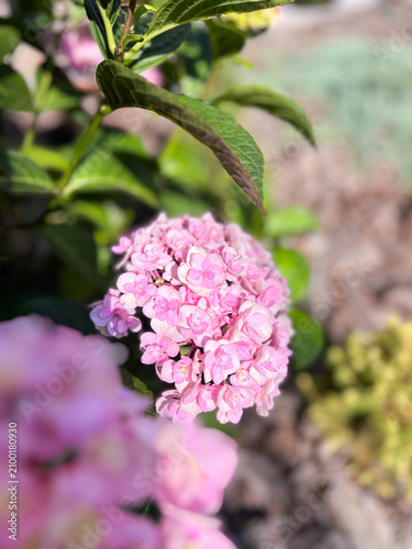 Beautiful Pink Hydrangea Blossom Close Up in Natural Garden Light