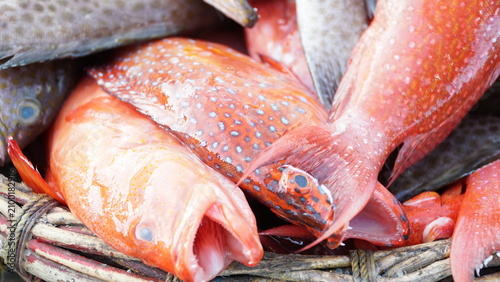 Canvastavla fresh fish on the roadside