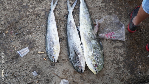 fish caught by fishermen mahi mahi fish
