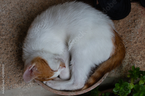 Cute Ginger and White Cat Sleeping Curled Up in Clay Pot Plate