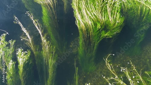 Green aquatic plants with flowers waving in Minho river current