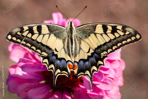Old World Swallowtail Butterfly Papilio machaon with Open Wings on Pink Flower.