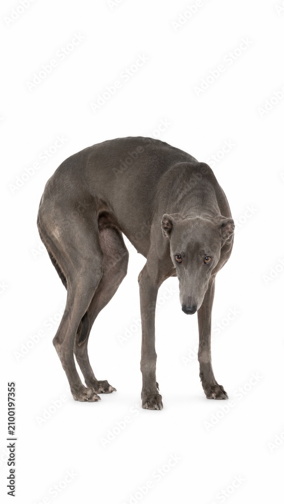 Fototapeta premium sad dog