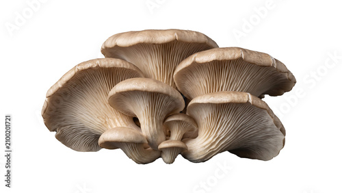 Canvas Print Three beige oyster mushrooms with delicate gills, isolated on transparent backgr