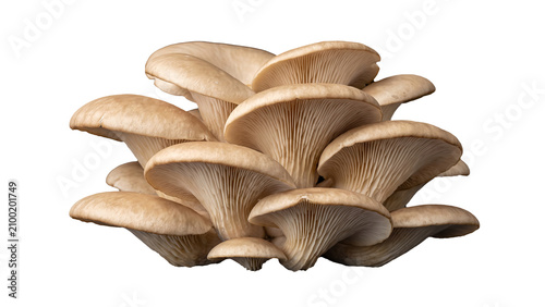 Fotografie Three beige oyster mushrooms with delicate gills, isolated on transparent backgr