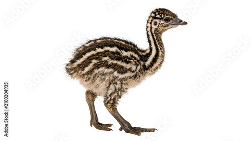 Photography Small fluffy emu chick chick standing looking alert wildlife isolated on transpa