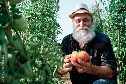 Canvas Print Senior man with a long beard and straw hat holding a freshly picked organic toma