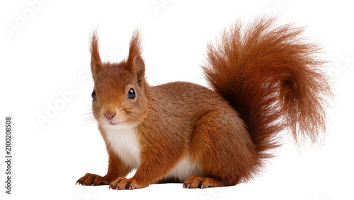 Obraz na płótnie Isolated cute red squirrel with bushy tail, looking curious, furry rodent, studi