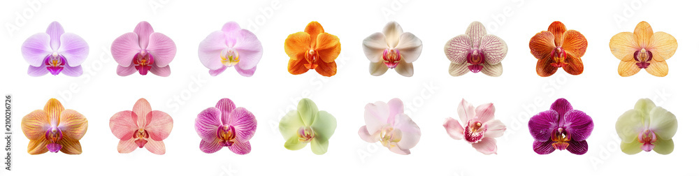 Obraz premium PNG Vibrant orchid blossoms display elegance on transparent background
