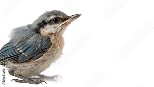 Cuadro en lienzo Small wild nuthatch bird chick profile view isolated on transparent background